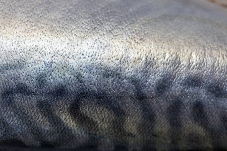Foto de Pescado de piel de Saba para fondo y textura - Imagen libre de derechos