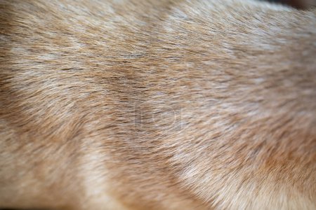 Foto de Pelo perro color marrón para fondo - Imagen libre de derechos