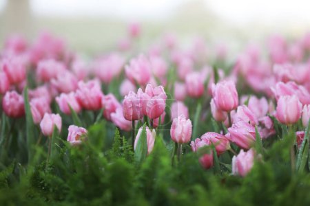 Foto de Suaves tulipanes rosados en el jardín sobre fondo borroso - Imagen libre de derechos