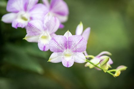 Foto de Rosa de cerca - orquídea blanca en el bacground de la desenfoque verde - Imagen libre de derechos