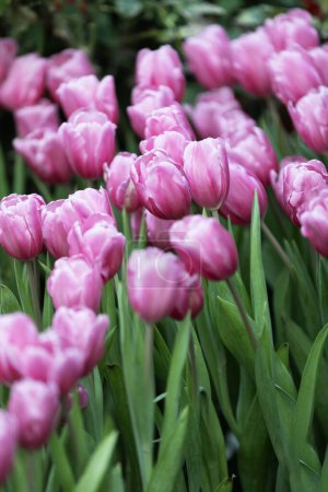 Foto de Suaves tulipanes rosados en el jardín sobre fondo borroso - Imagen libre de derechos