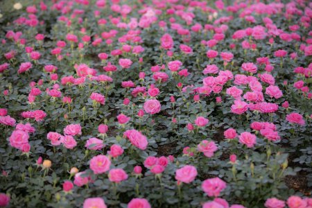 Foto de Rosa rosa flor en el jardín - Imagen libre de derechos