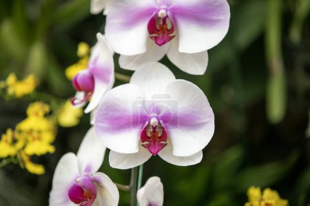 Foto de Rosa de cerca - orquídea blanca en el jardín - Imagen libre de derechos