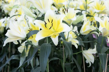 Foto de Flor lila amarilla en el jardín
. - Imagen libre de derechos