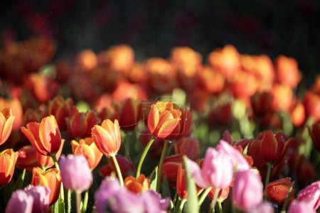 Foto de Tulipanes anaranjados suaves en el jardín y tulipanes anaranjados fondo oscuro. - Imagen libre de derechos