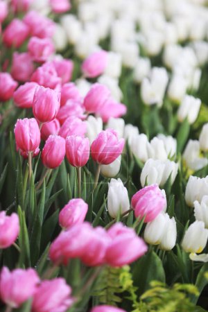 Foto de Tulipanes rosados suaves en el jardín y fondo tulipanes blancos borrosa. - Imagen libre de derechos