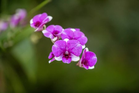 Foto de Rosa de cerca - orquídea blanca en el bacground de la desenfoque verde. - Imagen libre de derechos