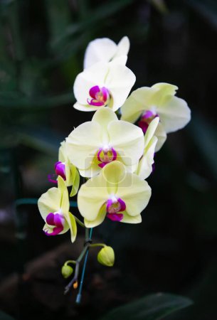 Foto de Orquídea amarilla de cerca en el gaden - Imagen libre de derechos