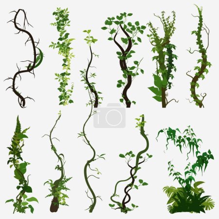 Ilustración de Vector de vegetación de vides tropicales aislado en blanco - Imagen libre de derechos