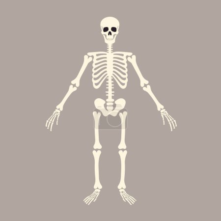 Illustration for Skeleton vector flat minimalistic isolated illustration - Royalty Free Image