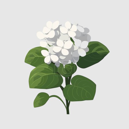 Téléchargez les illustrations : Hydrangea vecteur plat minimaliste illustration isolée - en licence libre de droit