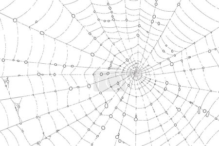 Illustration for Morning Dew on Spider Web isolated vector style - Royalty Free Image