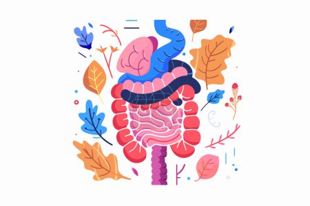 Téléchargez les illustrations : Intestin système gastro-intestinal éducation anatomie s isolé vecteur style - en licence libre de droit
