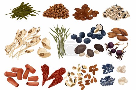 Illustration for Medley of dried superfoods isolated vector style - Royalty Free Image