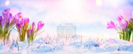 Photo for Beautiful Crocus Flowers Growing in the snow With soft Warm Sunlight - Spring landscape - Royalty Free Image