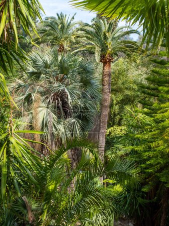 Téléchargez les photos : Menton, France - 2 mai 2022 : Une plantation de palmiers au jardin botanique de Val Rhameh. Pris un jour de printemps ensoleillé sans personne - en image libre de droit