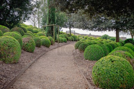 A garden alley with clipped boxwood, taken on an early spring overcast day with no people