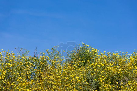 Photo for Nature near Castelvetrano in western Sicily, Italy - Royalty Free Image
