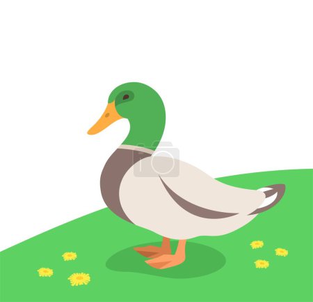 Illustration for Drake, a male duck standing on the green grass. Farm fowl. Domestic animals flat cartoon illustration. Spring meadow background - Royalty Free Image