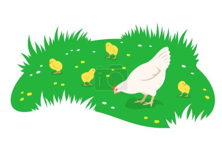 Illustration for Chicken with brood of chicks grazing in a green meadow. Simple flat illustration - Royalty Free Image