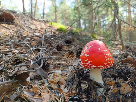 Foto de Seta venenosa roja crece a partir del follaje en el bosque de otoño - Imagen libre de derechos