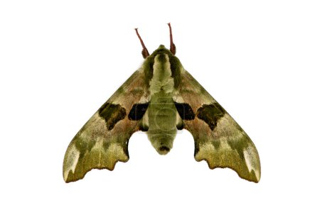 Téléchargez les photos : Mimas tiliae est un papillon de la famille des Sphingidae. On le trouve dans toute la région paléarctique et au Proche-Orient, et il a également été identifié au Canada et dans le nord de l'Espagne., - en image libre de droit