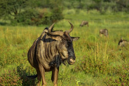Téléchargez les photos : Portrait d'un gnu ou gnous bleu (Taurinus Connochaetes) une antilope commune trouvée dans presque toutes les réserves naturelles d'Afrique du Sud - en image libre de droit
