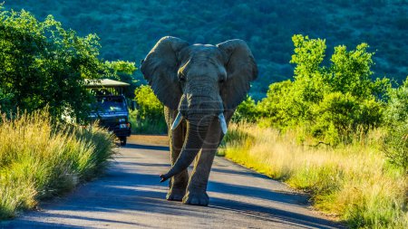 Foto de Un solitario elefante africano agresivo (Loxodonta Africana) bloqueando el camino en una reserva de caza durante un safari en África - Imagen libre de derechos