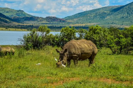 Photo for De horned White Rhinoceros in it's natural surrounding and landscape in South Africa - Royalty Free Image