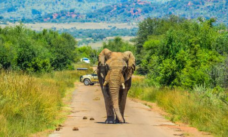 Photo for Huge and musth African elephant (Loxodonta Africana) road block in a South African nature reserve - Royalty Free Image