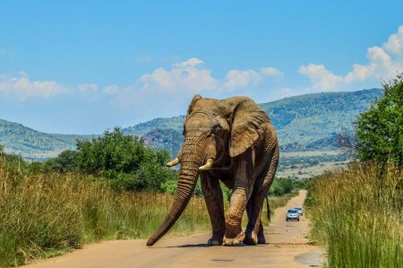 Foto de Enorme y mostaza elefante africano (Loxodonta Africana) bloqueo de carreteras en una reserva natural de Sudáfrica - Imagen libre de derechos
