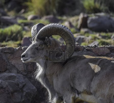 Photo for Bighorn sheep or mountain sheep Ram with big horns , native of North America - Royalty Free Image