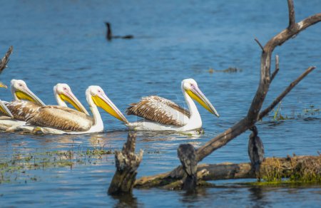 Great white pelican or rosy pelicans in Keoladeo national park Rajasthan