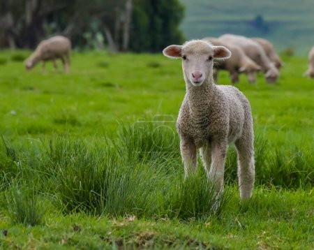 Foto de Merino oveja granja pastoreo lado del país en midlands - Imagen libre de derechos