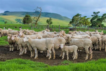 Foto de Merino oveja granja pastoreo lado del país en midlands - Imagen libre de derechos