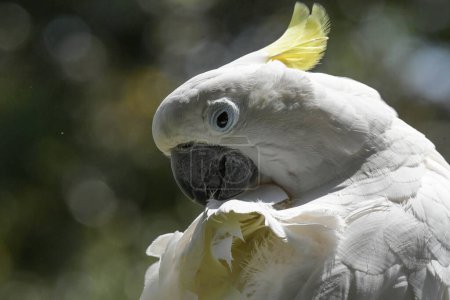 Isolierter weißer Kakadu viermal im Vogelgarten aufgenommen