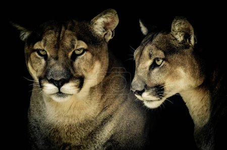 Photo for Artistic portrait of a Cougar or mountain lion or Puma Concolor isolated in black background in South Africa - Royalty Free Image