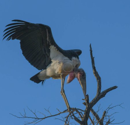 Marabou Storch im Krüger Nationalpark in Südafrika
