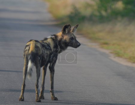 Endangered African wild dog during safari in kruger park