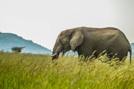 Photo for An isolated young musth elephant grazing in tall grass in a nature reserve in Africa - Royalty Free Image