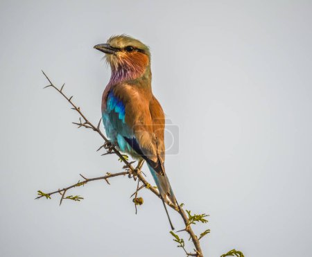 African lilac breasted roller is national bird of Kenya , isolated and perched on a tree