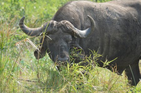 Cabo africano Buffalo en Hluhluwe imfolozi reserva de caza solo pastoreo