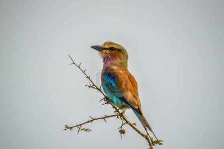 African lilac breasted roller is national bird of Kenya , isolated and perched on a tree