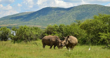 De horned White Rhinoceros in it's natural surrounding and landscape in South Africa