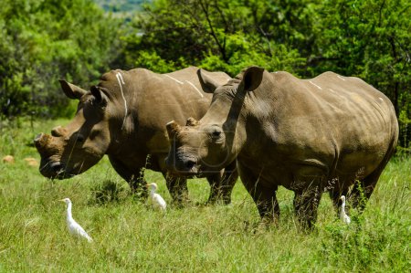 White Rhinoceros and little cattle egret bird symbiotic relationship in a nature reserve in South Africa