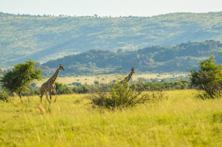 Authentic true South African safari experience in bushveld in a nature reserve