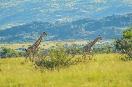 Authentisches, echtes südafrikanisches Safari-Erlebnis im Buschland in einem Naturschutzgebiet