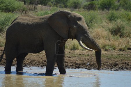 Eine Elefantenfamilie im Kruger-Nationalpark. Muschelelefant, Elefantenbaby beim Spielen im Schlamm im Kruger-Nationalpark