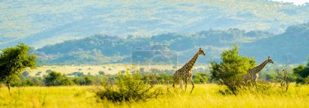 Authentic true South African safari experience in bushveld in a nature reserve