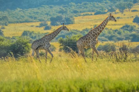 Authentisches, echtes südafrikanisches Safari-Erlebnis im Buschland in einem Naturschutzgebiet